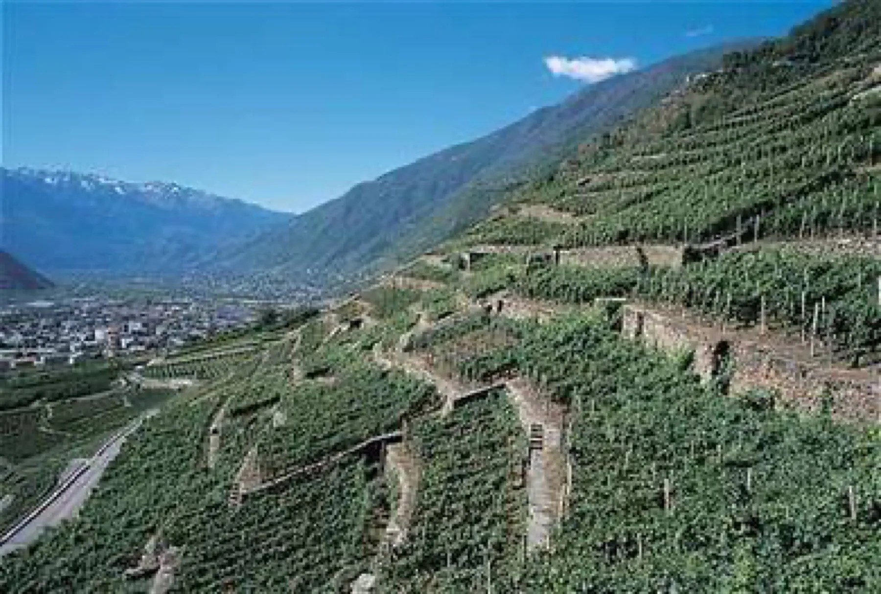Vigneti terrazzati della Valtellina